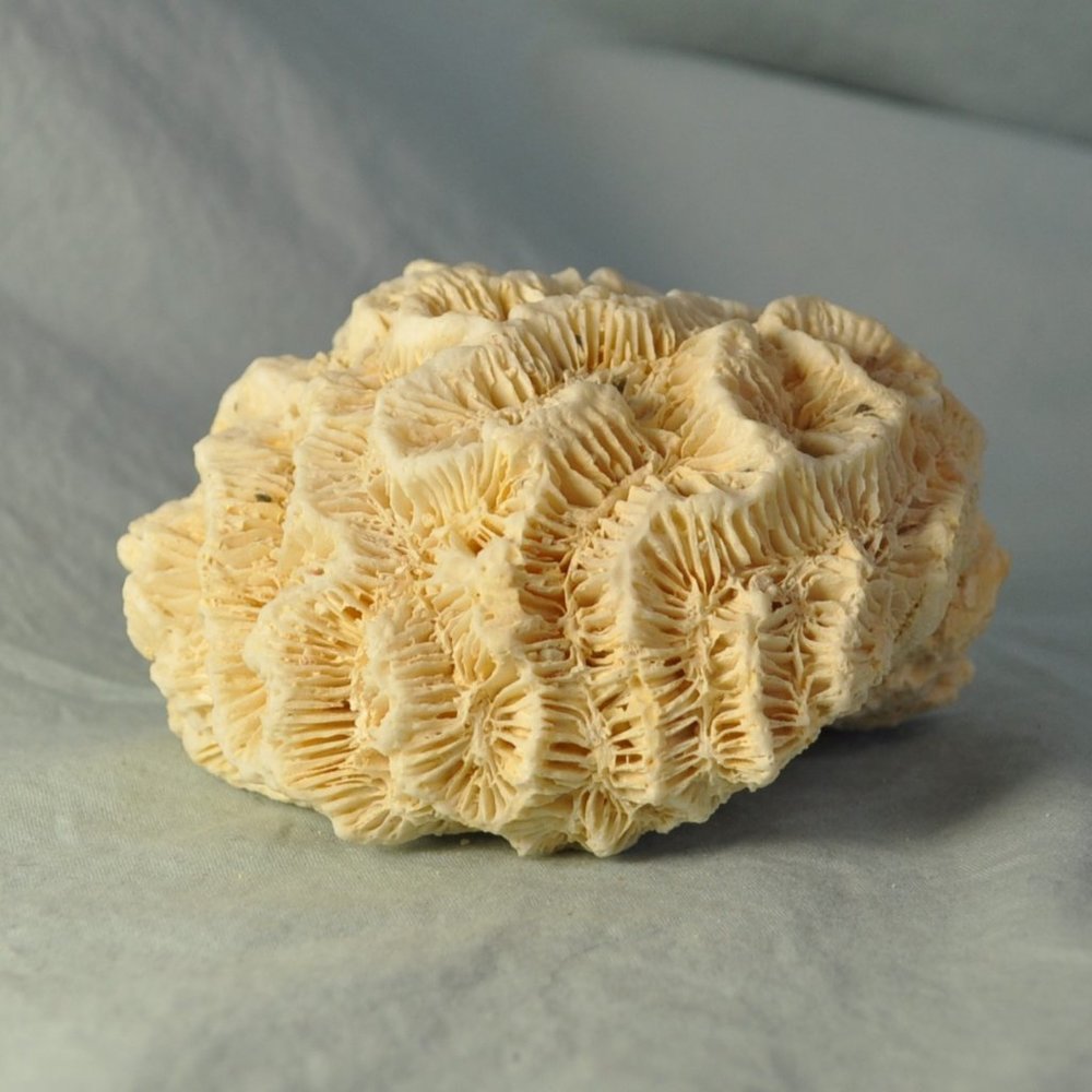 REAL natural coral brain specimen for your tank or aquarium? (w1073)